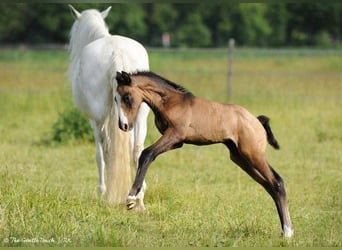 Lusitanos, Hengst, Fohlen (05/2024), Kann Schimmel werden