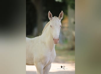 Lusitano, Stallion, Foal (04/2025), Cremello