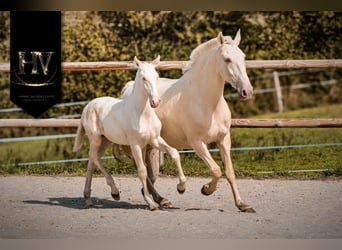 Lusitano, Stallion, Foal (05/2025), Cremello Lusitano, Stallion, Foal (05/2025), Cremello