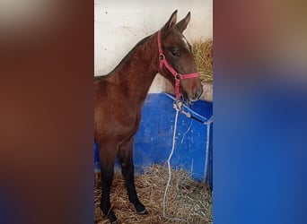 Lusitano, Stallion, , Gray