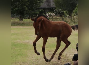 Lusitano, Stallion, Foal (04/2024), Pearl