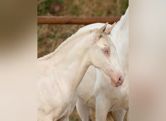 Lusitano, Stallion, Foal (04/2026), Perlino