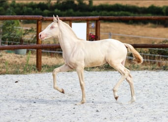 Lusitano, Stallion, Foal (04/2026), Perlino