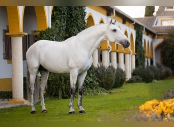 Lusitano, Stallion, 9 years, White