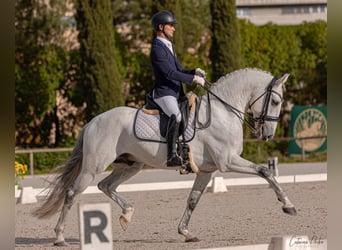 Lusitano, Stallion, 9 years, White