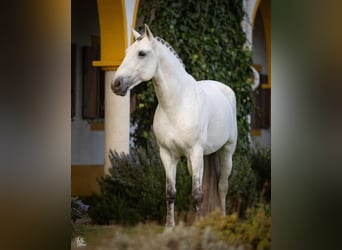 Lusitano, Stallion, 9 years, White
