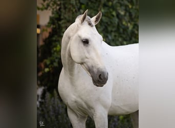 Lusitano, Stallion, 9 years, White