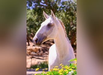 Lusitano, Stallone, 10 Anni, 160 cm, Grigio