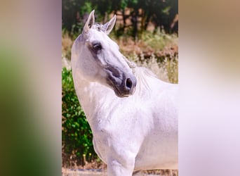 Lusitano, Stallone, 10 Anni, 160 cm, Grigio