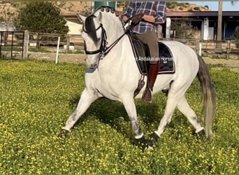 Lusitano, Stallone, 10 Anni, 161 cm, Bianco