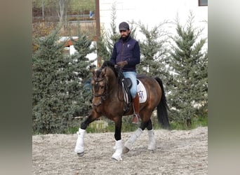 Lusitano, Stallone, 10 Anni, 162 cm, Falbo