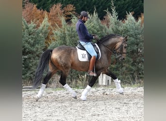 Lusitano, Stallone, 10 Anni, 162 cm, Falbo