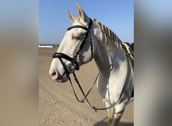 Lusitano, Stallone, 10 Anni, 163 cm, Cremello