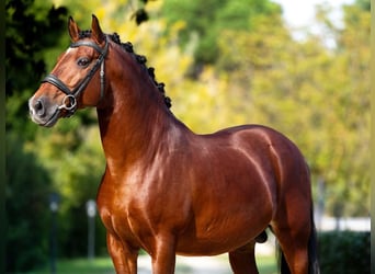 Lusitano, Stallone, 11 Anni, 157 cm, Baio