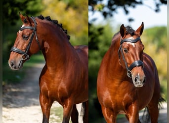 Lusitano, Stallone, 11 Anni, 157 cm, Baio