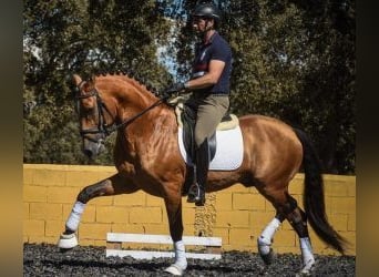 Lusitano Mix, Stallone, 11 Anni, 163 cm, Tovero-tutti i colori