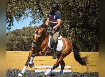 Lusitano Mix, Stallone, 11 Anni, 163 cm, Tovero-tutti i colori