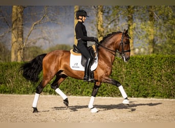 Lusitano, Stallone, 11 Anni, 165 cm, Baio