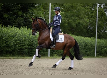 Lusitano, Stallone, 11 Anni, 165 cm, Baio