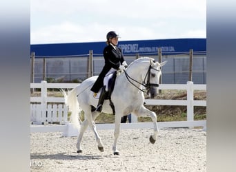 Lusitano, Stallone, 11 Anni, 165 cm, Grigio