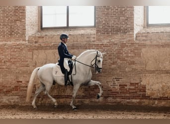 Lusitano, Stallone, 11 Anni, 166 cm, Grigio