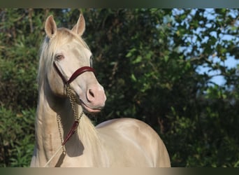Lusitano, Stallone, 12 Anni, 162 cm, Cremello