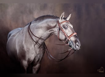 Lusitano, Stallone, 12 Anni, 164 cm, Grullo