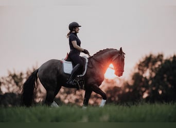Lusitano, Stallone, 12 Anni, 164 cm, Grullo