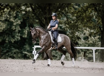 Lusitano, Stallone, 12 Anni, 164 cm, Grullo
