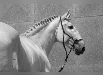 Lusitano, Stallone, 13 Anni, 162 cm, Bianco