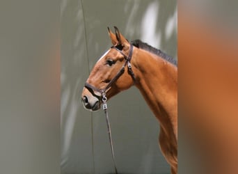 Lusitano, Stallone, 14 Anni, 160 cm, Baio