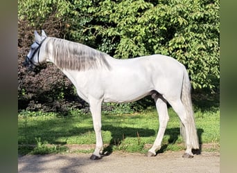Lusitano, Stallone, 14 Anni, 164 cm, Grigio