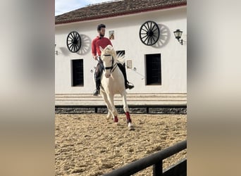 Lusitano, Stallone, 15 Anni, 168 cm, Perlino