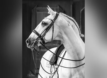 Lusitano, Stallone, 16 Anni, 161 cm, Grigio