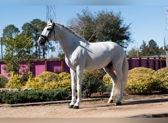 Lusitano, Stallone, 16 Anni, 163 cm, Grigio