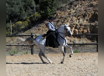 Lusitano, Stallone, 19 Anni, 160 cm, Grigio
