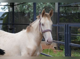 Lusitano Mix, Stallone, 1 Anno, 147 cm, Perlino