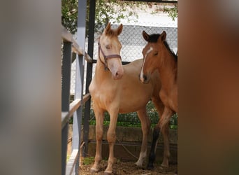 Lusitano Mix, Stallone, 1 Anno, 147 cm, Perlino