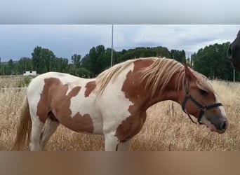 Lusitano Mix, Stallone, 1 Anno, 150 cm, Pezzato