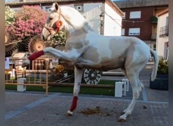 Lusitano Mix, Stallone, 1 Anno, 150 cm, Pezzato