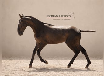 Lusitano Mix, Stallone, 1 Anno, 152 cm, Grigio