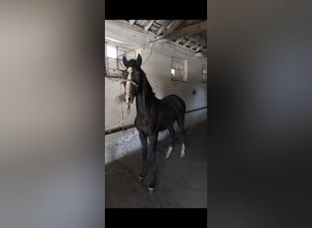 Lusitano, Stallone, 1 Anno, 153 cm, Grigio