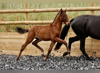Lusitano Mix, Stallone, 1 Anno, 155 cm, Baio scuro