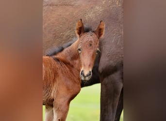 Lusitano Mix, Stallone, 1 Anno, 155 cm, Baio scuro
