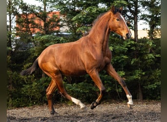 Lusitano, Stallone, 1 Anno, 159 cm, Baio