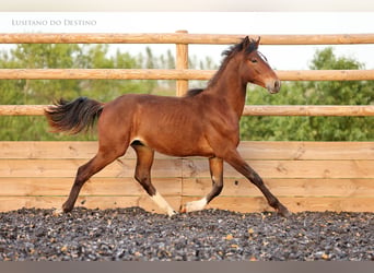 Lusitano Mix, Stallone, 1 Anno, 160 cm, Baio