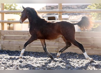 Lusitano Mix, Stallone, 1 Anno, 160 cm, Baio