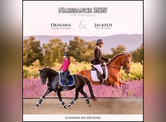 Lusitano Mix, Stallone, 1 Anno, 160 cm, Baio