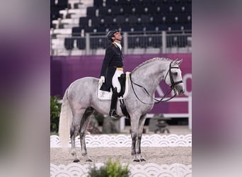 Lusitano, Stallone, 1 Anno, 160 cm, Può diventare grigio