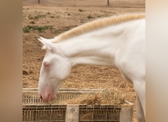 Lusitano, Stallone, 1 Anno, 162 cm, Cremello